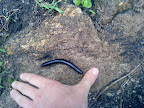 wir haben einen der Hügel nahe Gisenyi bestiegen, der Wurm lief mir über den Weg