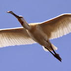 IMG_0921-Crop 1.jpg