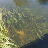 podwodne rośliny dsc01836.jpg