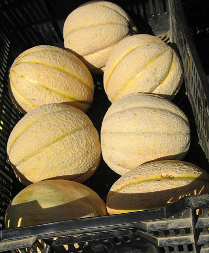 Some of the cantaloupes were smooth, like the one in the front left corner of this crate; we guessed they would be the same inside.