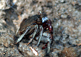 Mud crab in mangrove swamp, Pasir Ris.