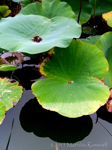 Lotus et Nénufar Lotus et Nénufar