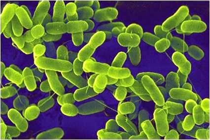 [E%2520coli%2520%2528Bacteria%2529%255B7%255D.jpg]