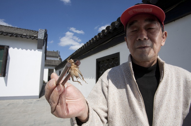 A participant holds a losing cricket outside the ranch. The "Yu Sheng Cup" Cricket fighting tournament in Chongming Island in luhua village at Xilai Ranch. Held during the National holiday and organised by the Chongming Tourist Department and local Government.  A total of 16 groups participated , the winning group is awarded a certificate and 10,000RMB (1500 USD). Groups came with crickets collected from fields across China including Shandong Province and Hebei Province. 