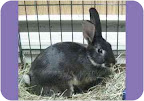 These guys really need homes!  Bunnies do best in bonded pairs- Jenny (above) and Johanna (next) already know each other well. But they can also be adopted separately.
Perhaps you have a home for them?