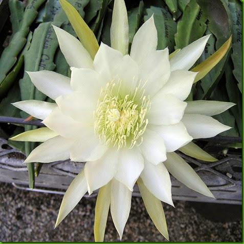 Epi Water Lily Epi Water Lily