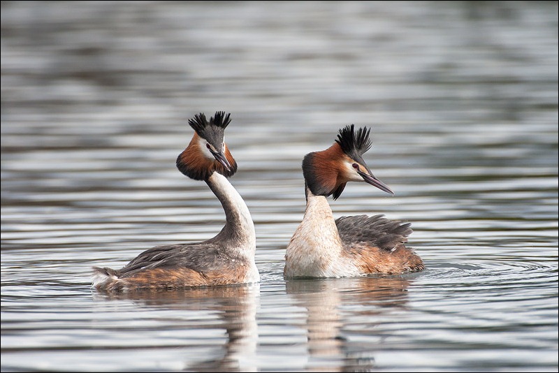 Great Crested Grebe courtship