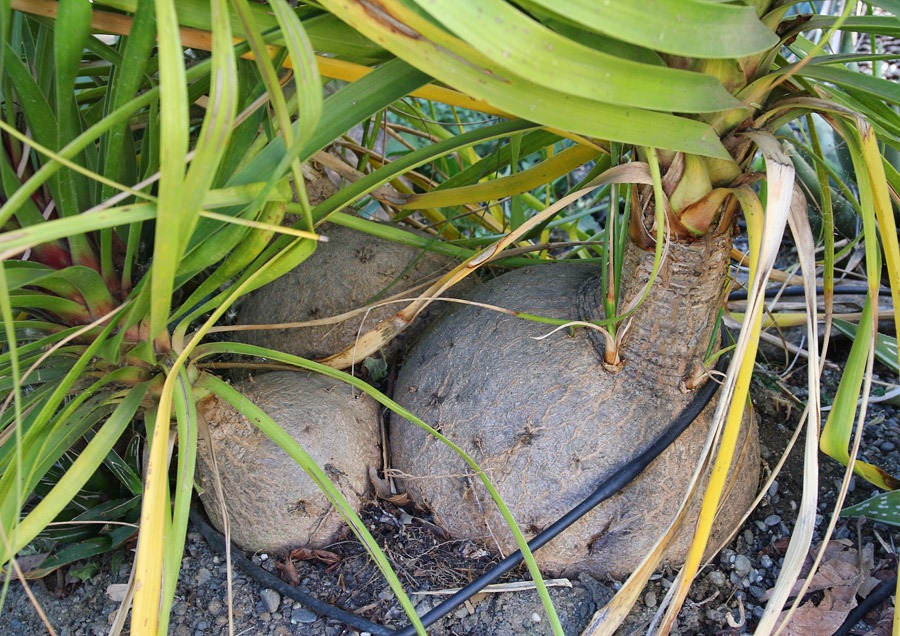 [120520_Beaucarnea-recurvata3%255B3%255D.jpg]