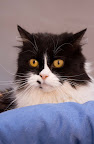 PANTALONCITO hembra, 4 años
CONVIVE CON PERSONAS, UN POCO RETRAIDA, NO PRECISAMENTE CARIÑOSA, PERO SE ADAPTA A LA                                                                                                                                FAMILIA, EN UNA GATITA TRANQUILA Y POCO ACTIVA, Recomendacion: solo para gente adulta, no convive con otros animales
