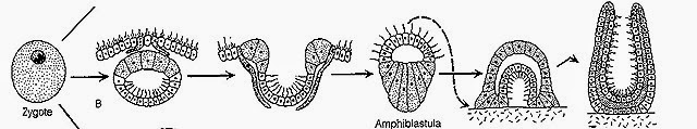 [Amphiblastula-larva-sponge-reproduction%255B11%255D.jpg]