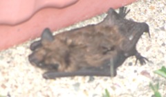 bat2