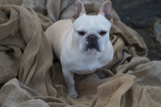 Franny, the farm is in the process of being covered by yards and yards of burlap protection for the winter. Franny, the farm is in the process of being covered by yards and yards of burlap protection for the winter.