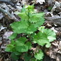 Garlic Mustard