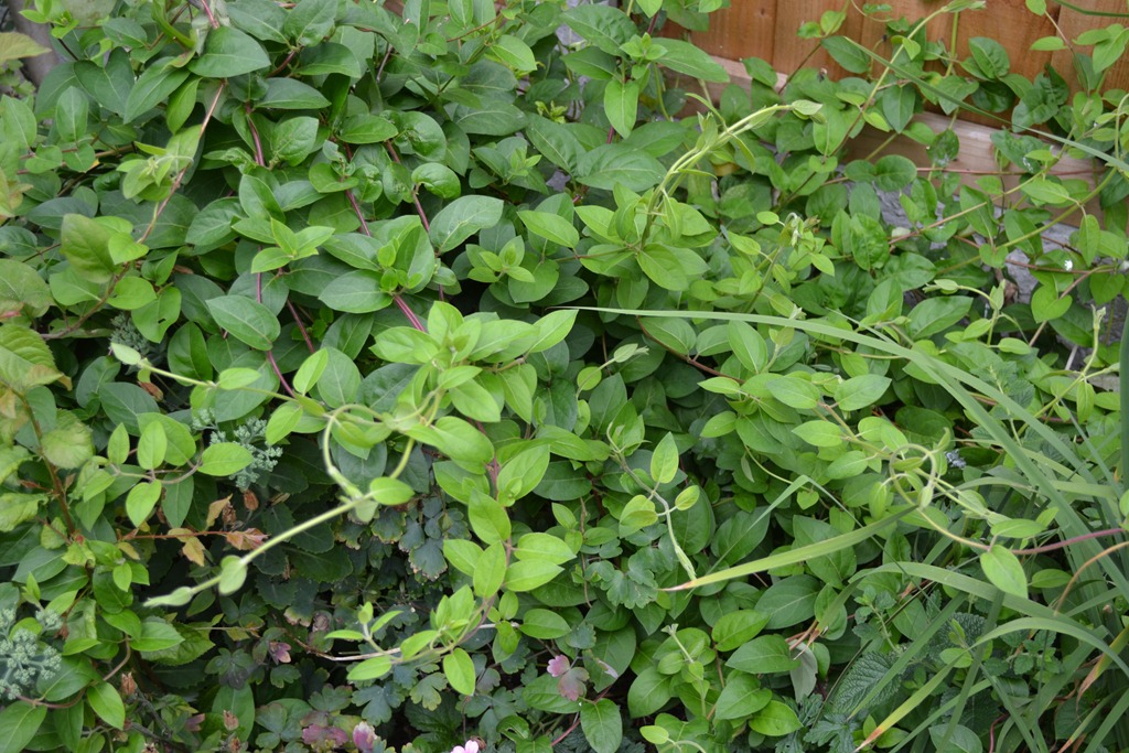 [Honeysuckle%2520windings%255B3%255D.jpg]