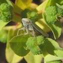 Leaf Hopper