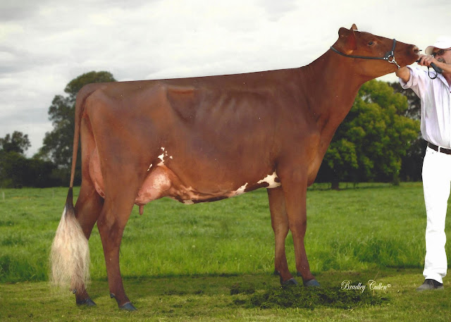 Winganna Empire Vision.jpg