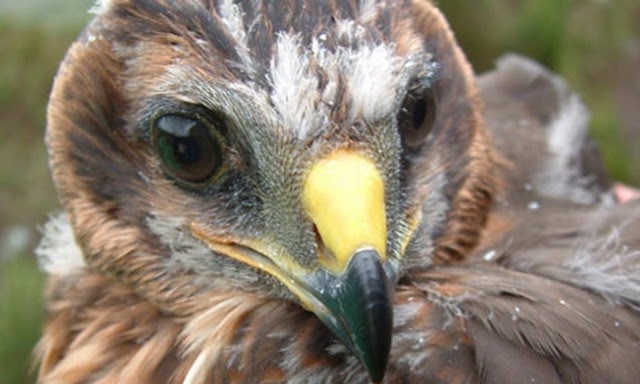 Hen-harrier-003 Hen-harrier-003