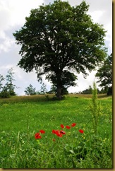 quercia e papaveri quercia e papaveri