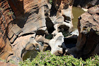 Stedet kaldes Bourkes Luck Potholes.