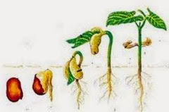 pertumbuhan dan perkembangan tumbuhan