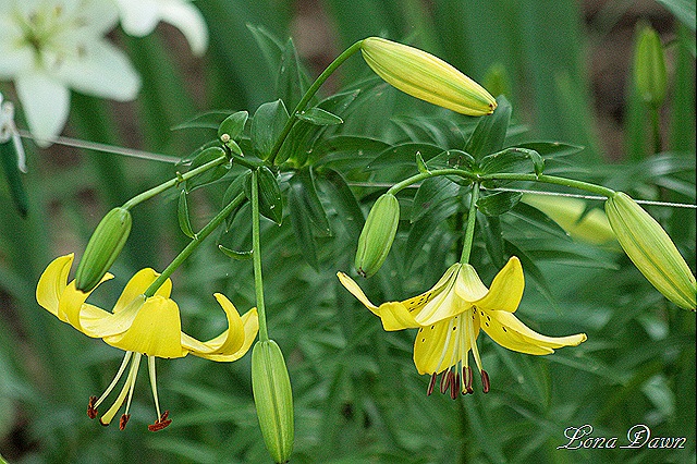 [Lilies_Yellow_Asiatic%255B8%255D.jpg]
