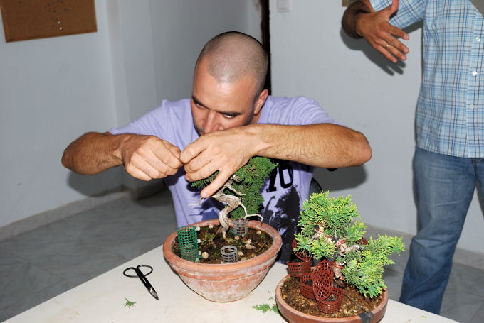 Juniperus itoigawa de Domingo Acebedo.