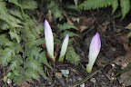 Look, Franny, fall crocus flowers are blooming and it isn't even autumn yet!