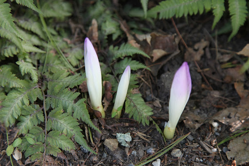 Look, Franny, fall crocus flowers are blooming and it isn't even autumn yet!