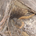 Short-beaked Echidna