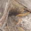 Short-beaked Echidna