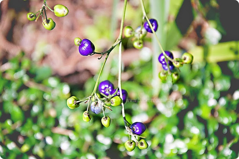 Purple-berries-(1) Purple-berries-(1)
