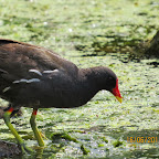 IMG_0950.JPG