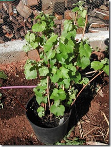 Isabella table grapes grown from cuttings in a pot over winter