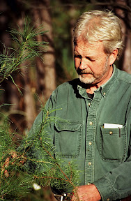 The Planters - No one in Minnesota has invested more time or money in white pine restoration than Jack Rajala, a timberland and sawmill owner at Big Fork, Minnesota. Rajala, who has written a book on white pine restoration techniques, has planted more than 2.5 million seedlings on land his family owns between Deer River and Big Fork.