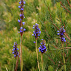 IMG_9728N2.JPG