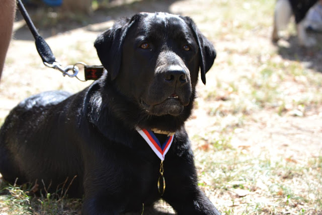 Agility_Hodonin_04.09.2011_055.jpg