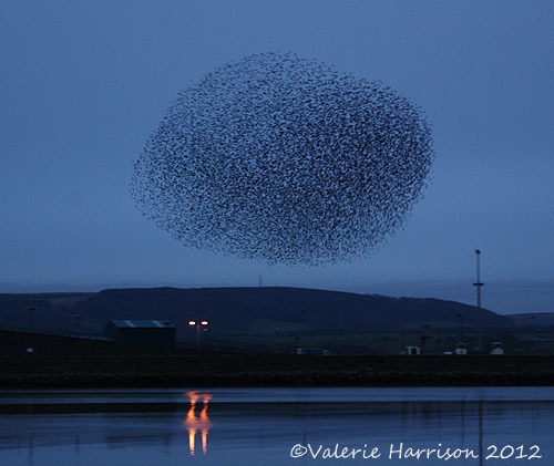 [starlings-3%255B2%255D.jpg]