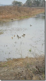 Ducks-Jan.2012