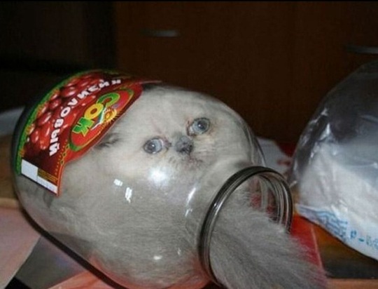 [strange-cats-expain-that-51%255B2%255D.jpg]