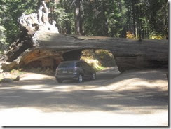 toyota tunnel tree