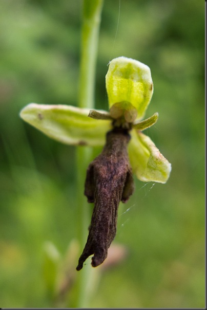 Fly Orchid