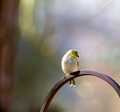 Kleb Woods Goldfinch 2