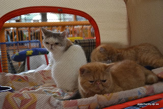 DSC_0866.JPG