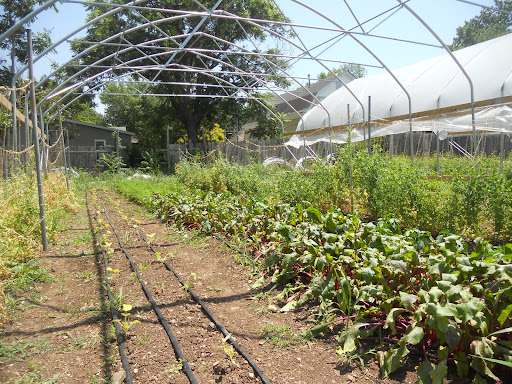 A bountiful supply of swiss chard, seen on the right, is ready to be harvested.
(Photo credit: Samuel Crowe)
