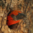Black-collared Barbet