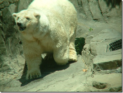 polar-bear-nyc