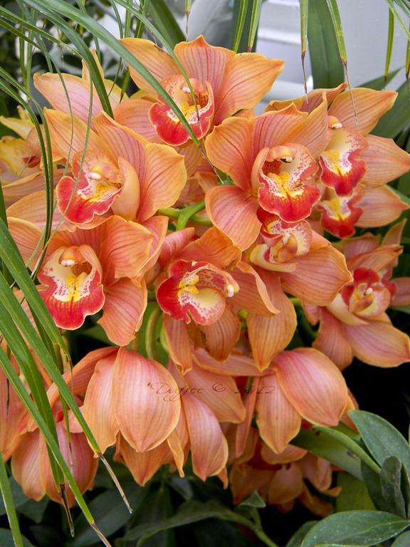 [A%2520Bunch%2520of%2520Orchids%255B4%255D.jpg]