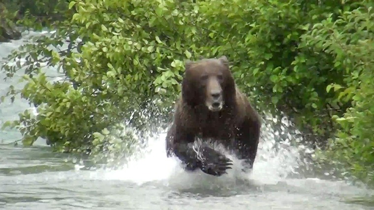[Grizzly-bear-charges-tour-002%255B4%255D.jpg]