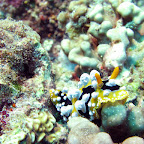 Nudibranch (Pemuteran, North Bali)