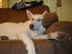 Dogs can be trained to detect epileptic seizures and other medical conditions.
